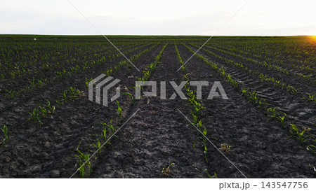 Young corn seedlings growing in rows on dark soil at sunset, representing new life, agriculture, and future harvest 143547756
