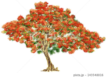 Realistic watercolor illustration with gold outline of Red Flame Tree Realistic watercolor illustration with gold outline of Red Flame Tree 143548016