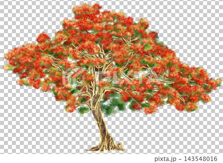 Realistic watercolor illustration with gold outline of Red Flame Tree Realistic watercolor illustration with gold outline of Red Flame Tree 143548016
