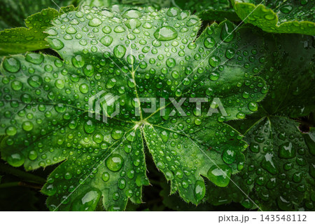 Green Leaf Covered with Fresh Rain Droplets. 143548112