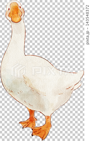 A cute watercolor illustration of a goose A cute watercolor illustration of a goose 143548372