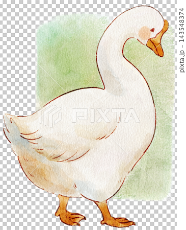 Cute watercolor illustration of a goose, side view with background. Cute watercolor illustration of a goose, side view with background. 143548374
