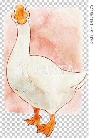 Cute watercolor illustration of a goose with background. Cute watercolor illustration of a goose with background. 143548375