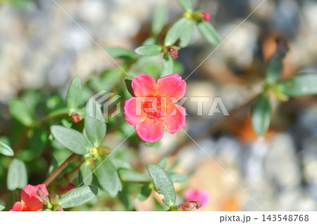 Common Purslane, Little Hogweed, Pigweed or Portulaca grandiflora or Portulaca oleracea L or Portulaca umbraticola Kunth and hybrid or Portulacaceae, Pusley or Verdolaga or pink flower 143548768