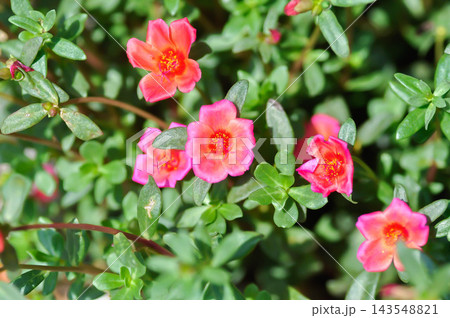 Common Purslane, Little Hogweed, Pigweed or Portulaca grandiflora or Portulaca oleracea L or Portulaca umbraticola Kunth and hybrid or Portulacaceae, Pusley or Verdolaga or pink flower Common Purslane, Little Hogweed, Pigweed or Portulaca grandiflora or Portulaca oleracea L or Portulaca umbraticola Kunth and hybrid or Portulacaceae, Pusley or Verdolaga or pink flower 143548821