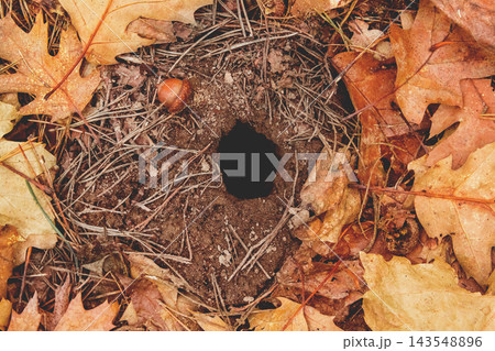 Autumn, a hole in the ground, decorated with autumn leaves, acorn in park Autumn, a hole in the ground, decorated with autumn leaves, acorn in park 143548896