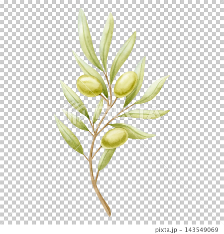 Green olive branch with ripe fruits and leaves watercolor illustration isolated on white. Mediterranean botanical food drawing in light pastel colors and elegant style for organic plant oil designs Green olive branch with ripe fruits and leaves watercolor illustration isolated on white. Mediterranean botanical food drawing in light pastel colors and elegant style for organic plant oil designs 143549069