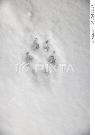 Animal paw print in fresh snow 143549117