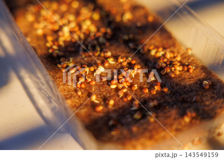 Microgreen seeds germinating on growing mat in tray 143549159