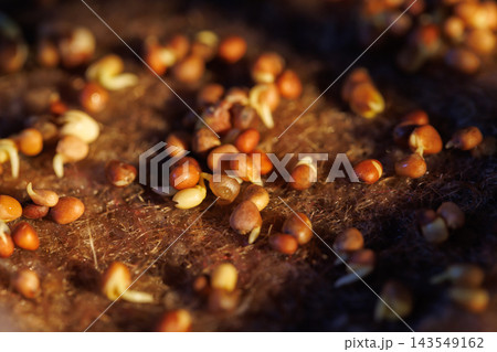 Sprouting seeds on natural fiber growing mat 143549162