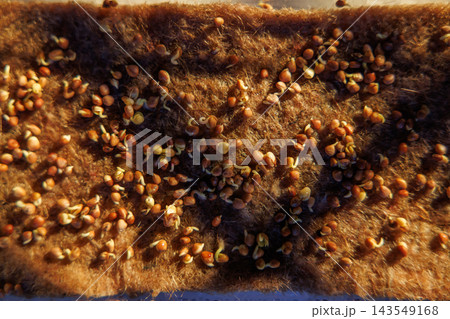 Sprouting seeds on natural fiber growing mat 143549168