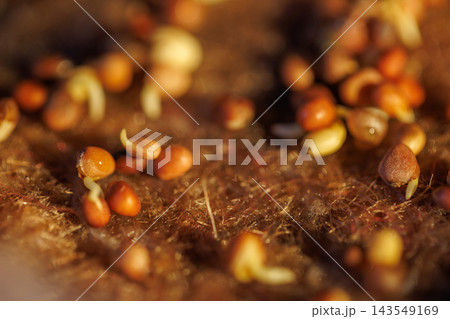Sprouting seeds on natural fiber growing medium 143549169