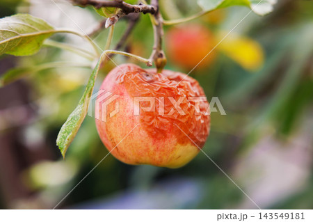 Rotten apple hanging on tree branch Rotten apple hanging on tree branch 143549181