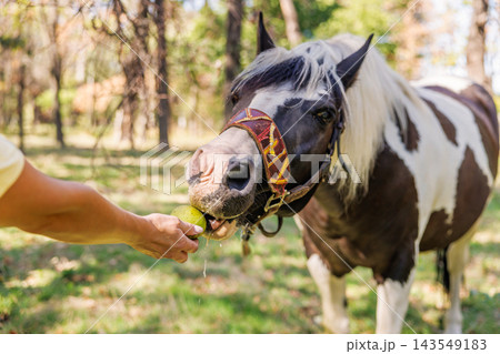Piebald horse eating apple from person's hand outdoors Piebald horse eating apple from person's hand outdoors 143549183