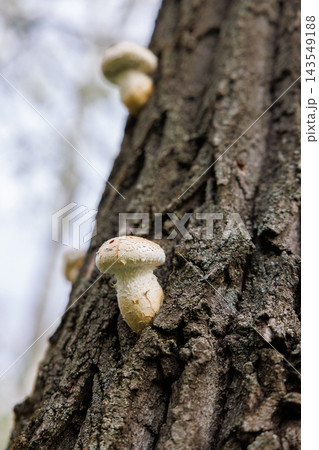 Mushrooms growing on tree bark in forest 143549188