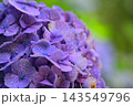 青い紫陽花 青い紫陽花 143549796