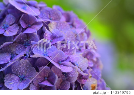 青い紫陽花 143549796
