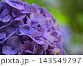 雨に濡れる紫陽花 雨に濡れる紫陽花 143549797