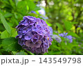 青い紫陽花 青い紫陽花 143549798