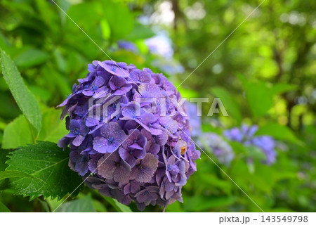 青い紫陽花 青い紫陽花 143549798