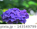 青い紫陽花 青い紫陽花 143549799