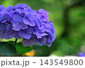 青い紫陽花 青い紫陽花 143549800