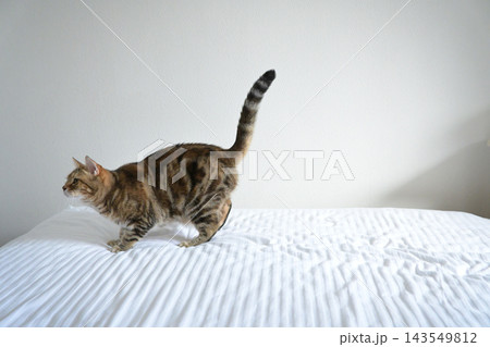 ハイタッチで挨拶する猫 ハイタッチで挨拶する猫 143549812
