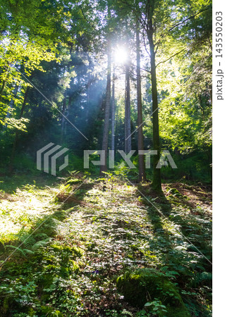 Ray of sunlight in a green forest 143550203