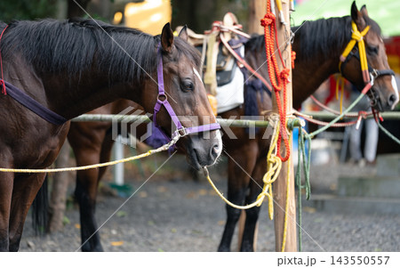 須賀神社の秋祭り 須賀神社の秋祭り 143550557