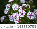 Red and white phlox in the summer garden. Phlox. A large red and white watch. 143550753