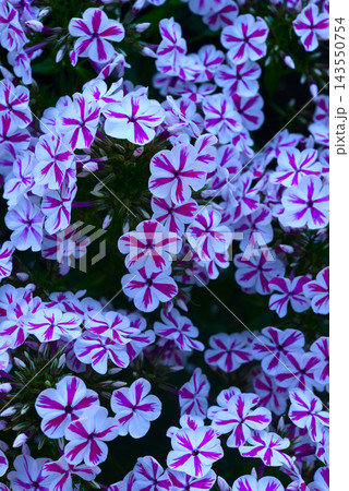 Red and white phlox in the summer garden. Phlox. A large red and white watch. Red and white phlox in the summer garden. Phlox. A large red and white watch. 143550754