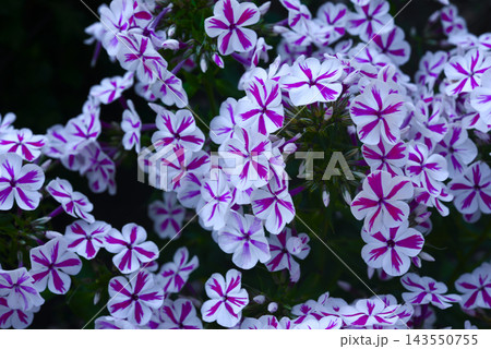 Red and white phlox in the summer garden. Phlox. A large red and white watch. Red and white phlox in the summer garden. Phlox. A large red and white watch. 143550755