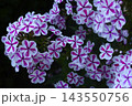 Red and white phlox in the summer garden. Phlox. A large red and white watch. 143550756
