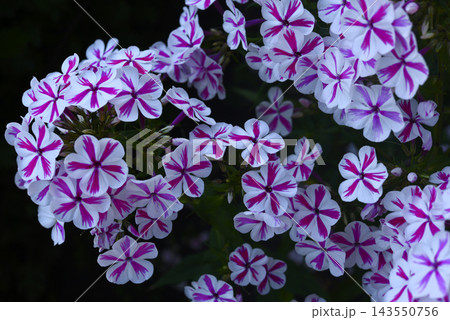 Red and white phlox in the summer garden. Phlox. A large red and white watch. Red and white phlox in the summer garden. Phlox. A large red and white watch. 143550756