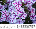 Red and white phlox in the summer garden. Phlox. A large red and white watch. 143550757