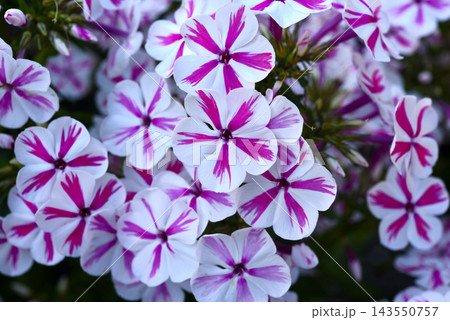 Red and white phlox in the summer garden. Phlox. A large red and white watch. Red and white phlox in the summer garden. Phlox. A large red and white watch. 143550757