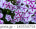 Red and white phlox in the summer garden. Phlox. A large red and white watch. 143550758