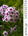 Red and white phlox in the summer garden. Phlox. A large red and white watch. 143550759