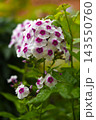 Red and white phlox in the summer garden. Phlox. A large red and white watch. 143550760