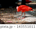 Red Scarlet Ibis Searching for Food on Gravel, Exotic Bird Side Profile with Dark Background and Copy Space 143551011