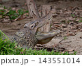 Crocodile with Wide Open Mouth Showing Sharp Teeth, Dangerous Reptile Predator Basking Side View 143551014
