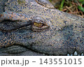 Extreme Close Up of Crocodile Eye with Vertical Slit Pupil and Rough Scaly Skin Texture 143551015