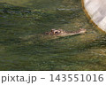 Crocodile Head Floating at Water Surface Waiting to Ambush, Dangerous Reptile Predator in Wild 143551016