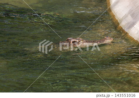 Crocodile Head Floating at Water Surface Waiting to Ambush, Dangerous Reptile Predator in Wild 143551016