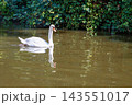 White Swan Swimming on Calm Pond with Reflection and Green Foliage, Copy Space 143551017
