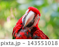 Funny Sleepy Green-Winged Macaw Tilting Head with Eyes Half Closed, Red Parrot Close Up Portrait 143551018