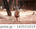 Red Kangaroo Standing on Red Sand Looking at Camera, Iconic Australian Marsupial Full Body Front View 143551019