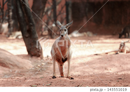 Red Kangaroo Standing on Red Sand Looking at Camera, Iconic Australian Marsupial Full Body Front View Red Kangaroo Standing on Red Sand Looking at Camera, Iconic Australian Marsupial Full Body Front View 143551019