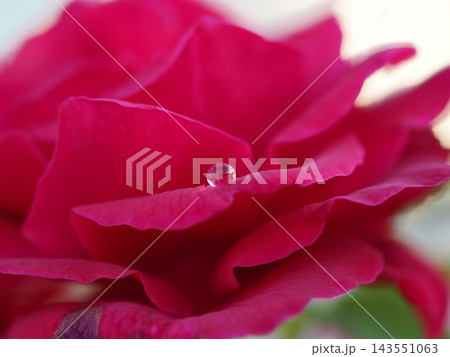 鮮やかな赤い薔薇の花びらに乗った一滴の水滴が透明にきらめく超接写マクロフォト 鮮やかな赤い薔薇の花びらに乗った一滴の水滴が透明にきらめく超接写マクロフォト 143551063