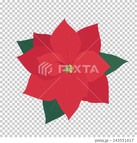 一品紅向量插圖，帶有紅色苞片和綠色葉片 143551817